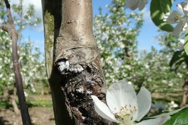 Bawełnica korówka w sezonie 2016